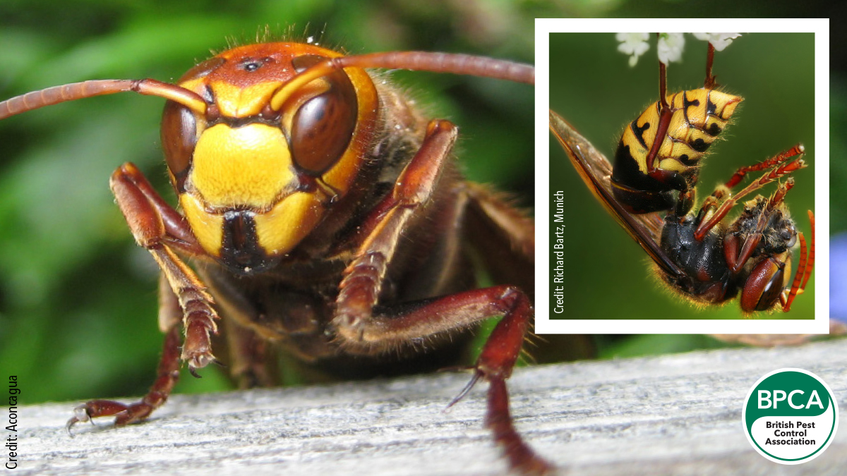 European hornets Vespa crabro control in the UK identification